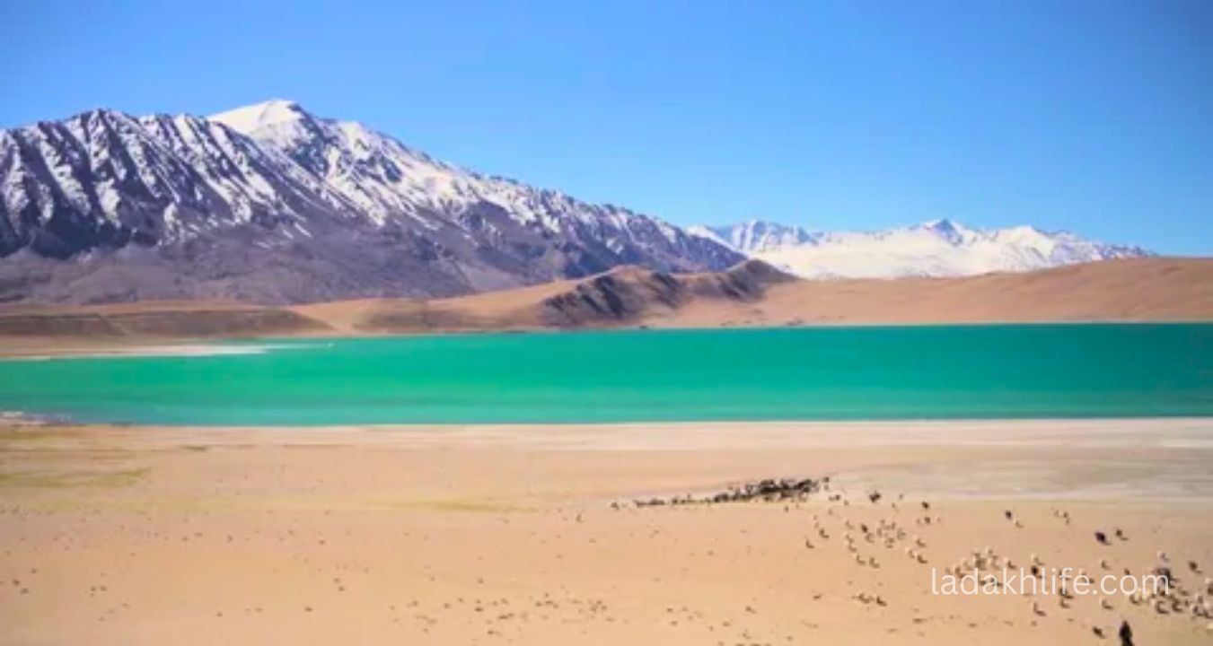 Mirpal Tso calm water high altitude lake Ladakh scenic view