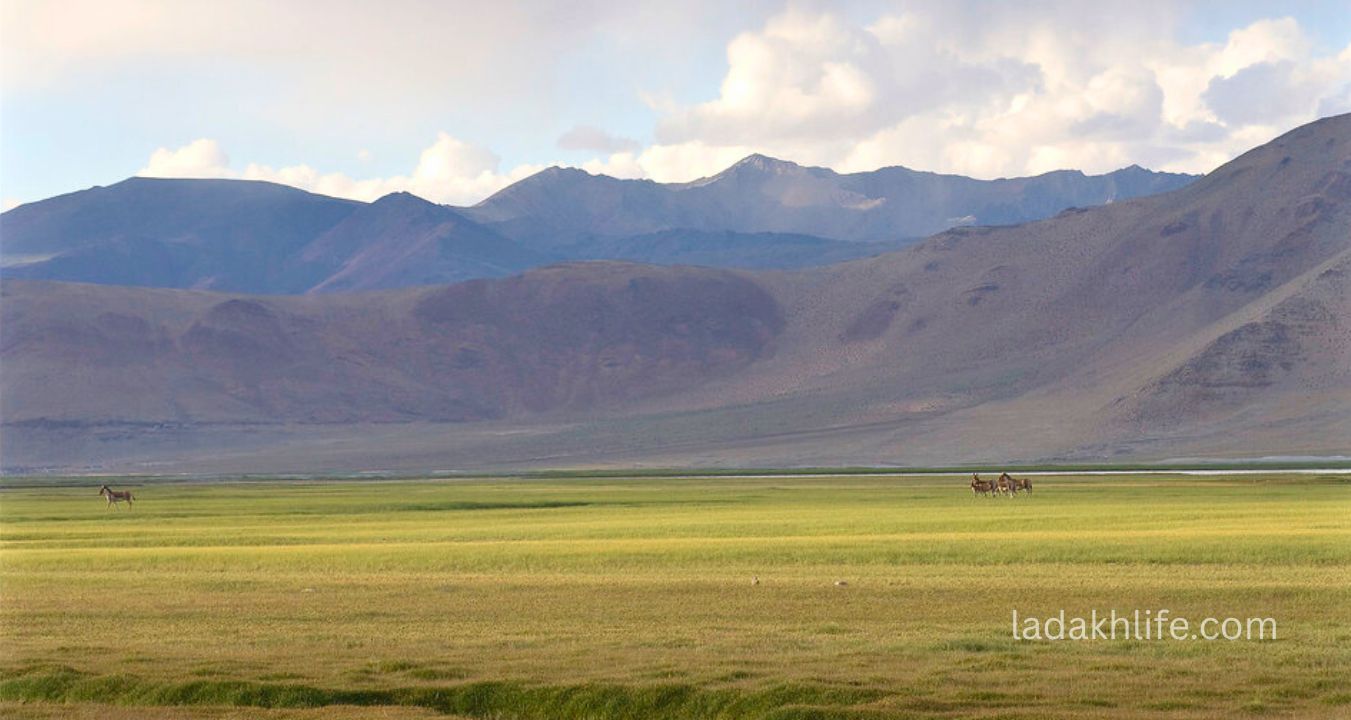 Startsapuk Tso Lake Ladakh