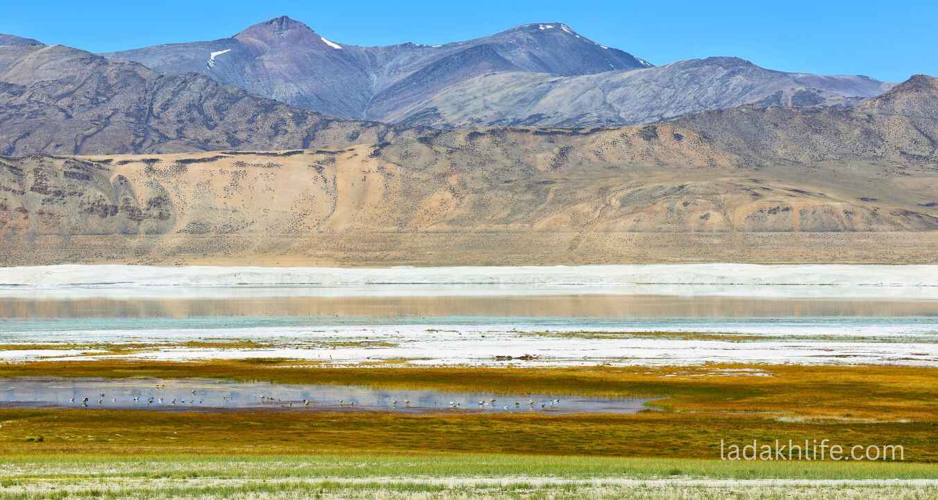 Tso Kar Lake calm water Ladakh high altitude desert scenery and wildlife habitat
