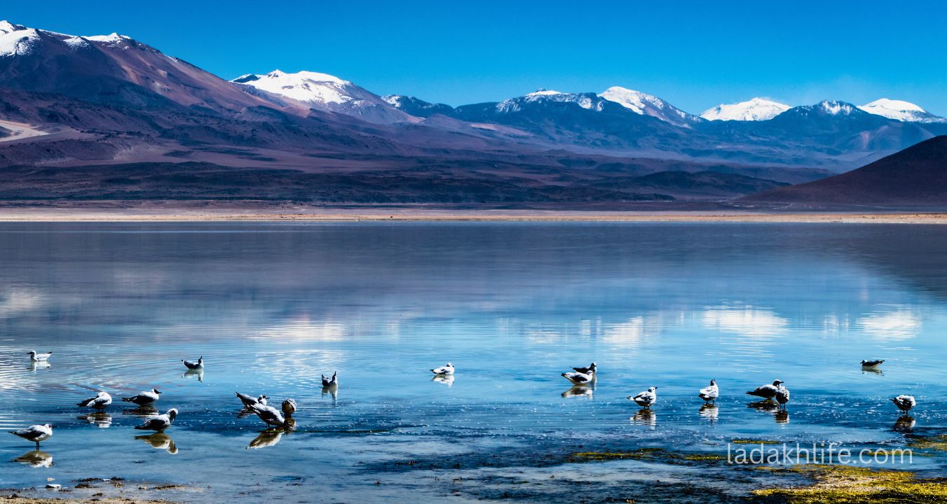 Clear blue waters of Tso Ltak Lake Ladakh reflecting Himalayan mountains on Leh Pangong route