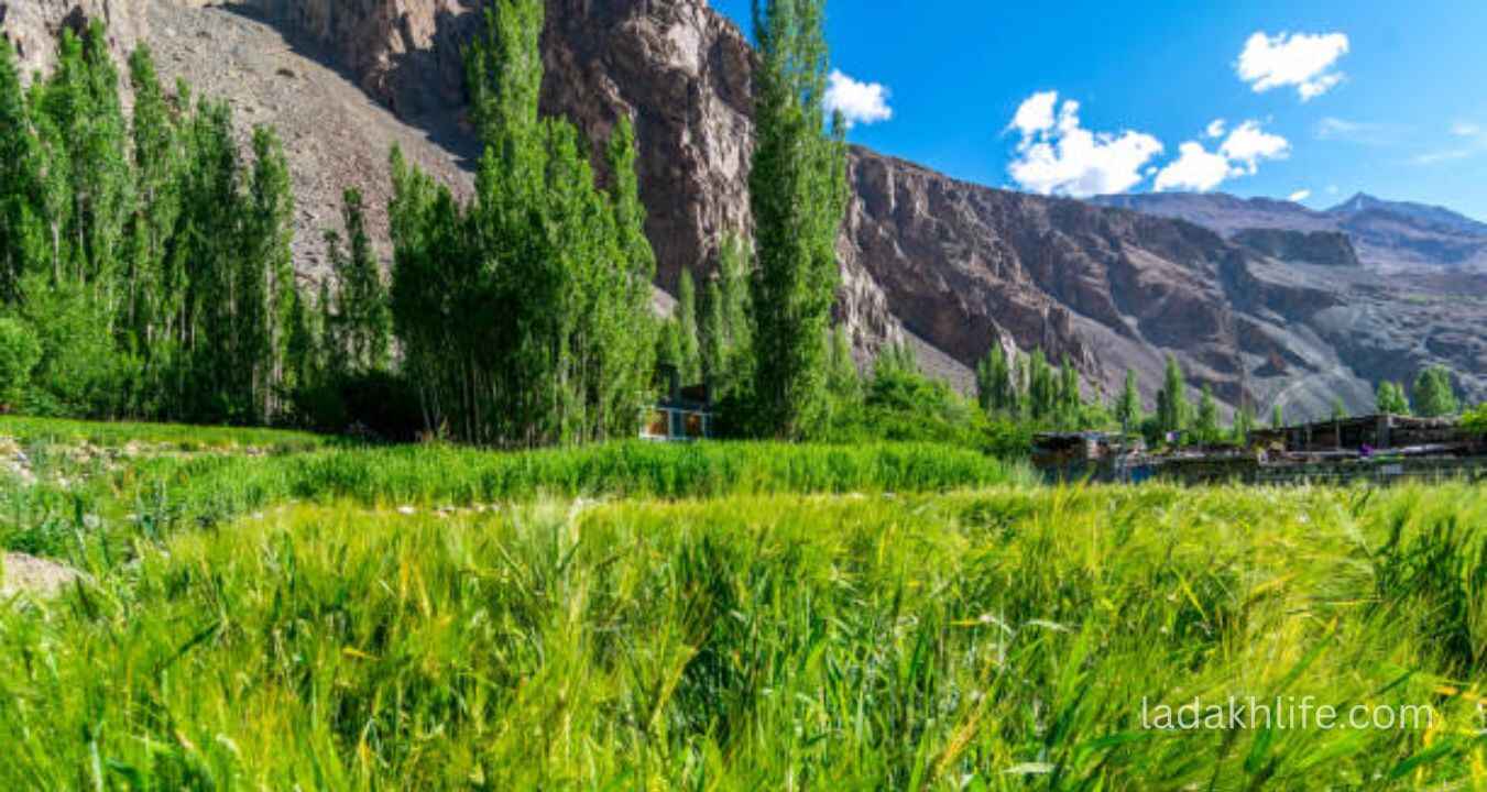 Apricot orchards and scenic Himalayan views in Turtuk Village Nubra Valley Ladakh