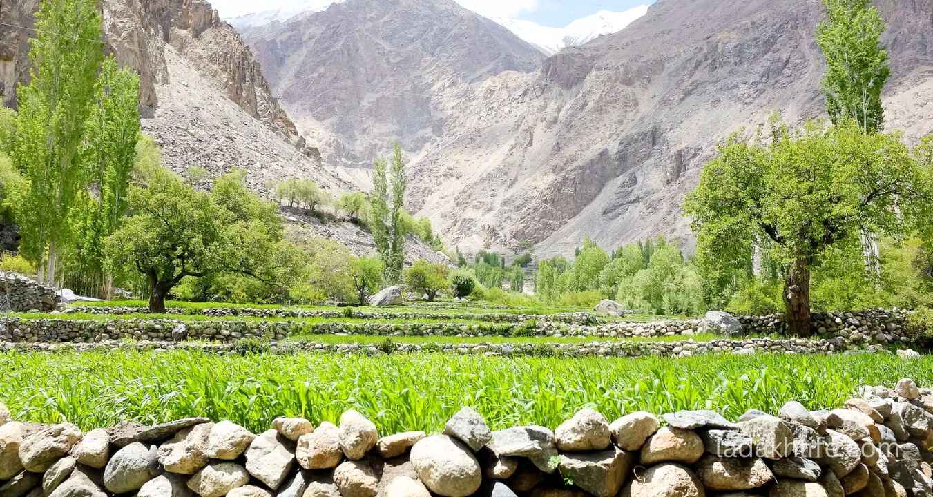 Local Balti culture and daily life in Turtuk Village Ladakh